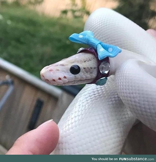 Making Hats For Snakes