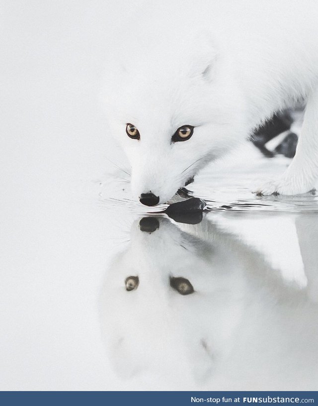 ???? A beautiful arctic fox ????