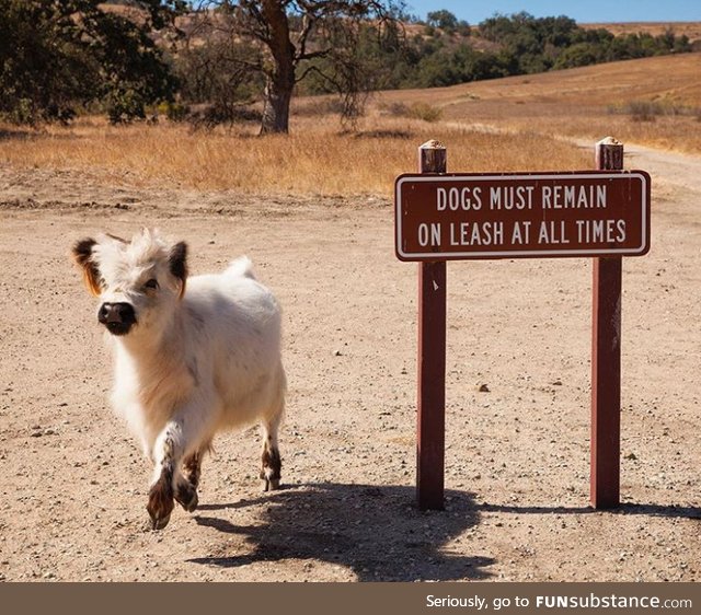 Bovines are boastful creatures