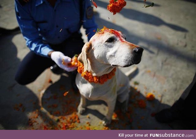 It is 'Kukur Tihar' in Nepal. Today is the day when Dogs are worshiped and thanked for