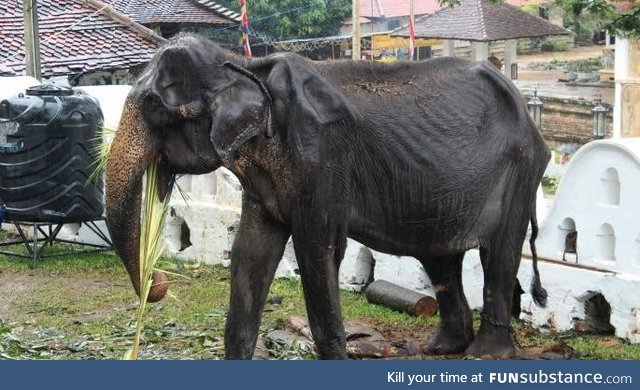 Sri Lanka is being boycotted for marching emaciated elephants for their religious parades