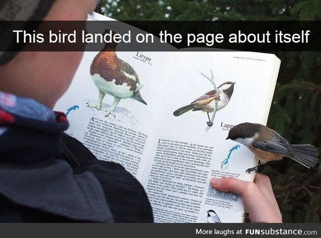 Bird landed on the page about itself