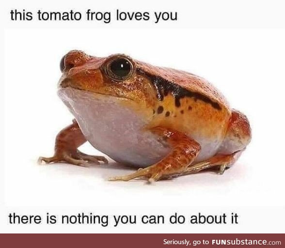 Tomato Frog is inevitable