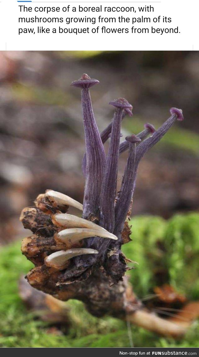 Laccaria masoniae