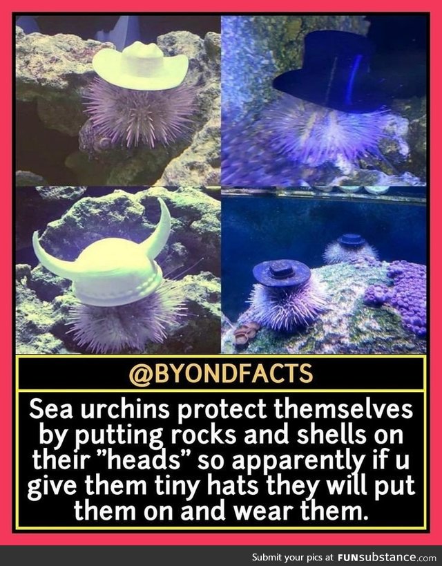 Urchins wearing hats say howdee do?