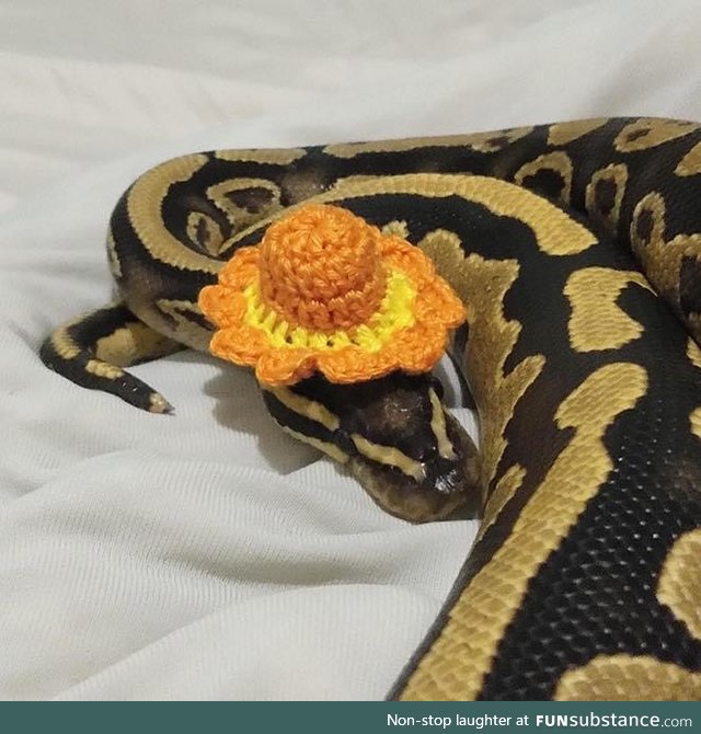 Making Hats For Snakes