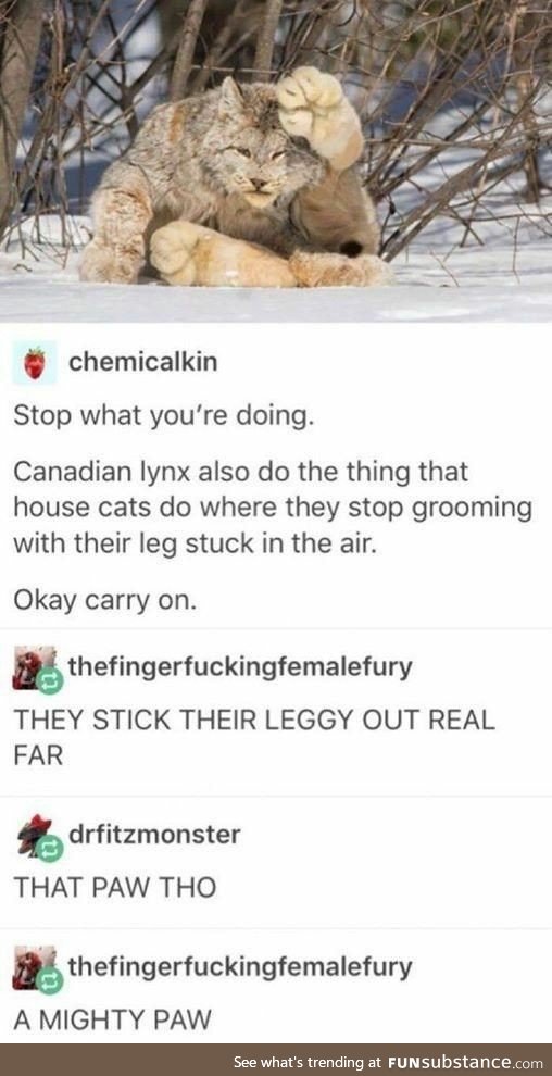 Canadian Lynx