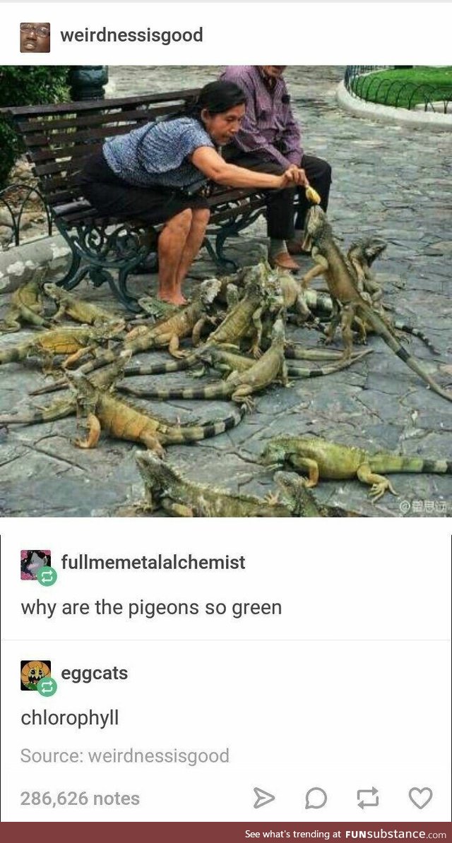 Why are the pigeons green?