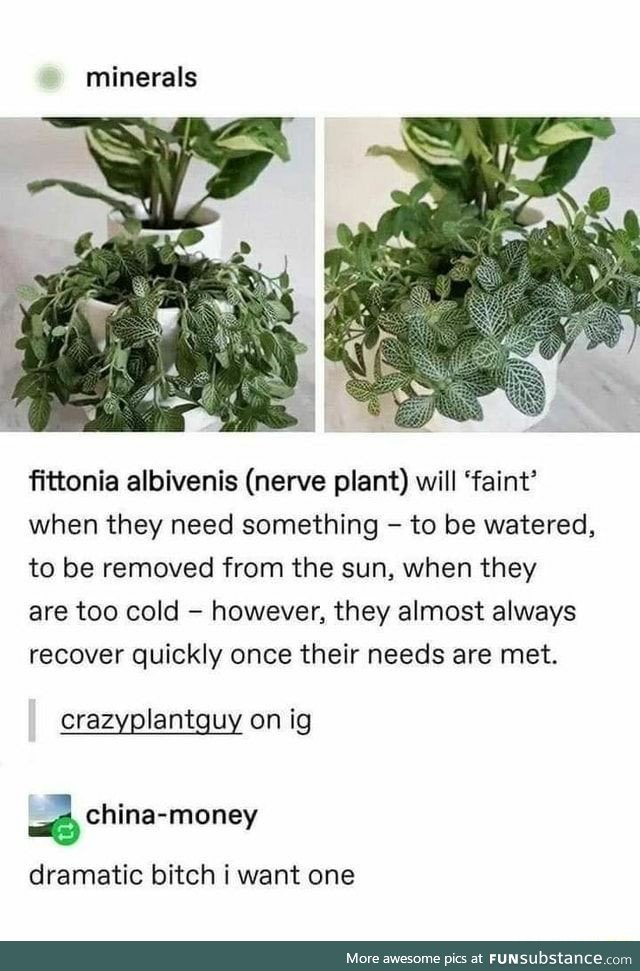 Nerve Plants are a bit Overdramatic, but they get the point across