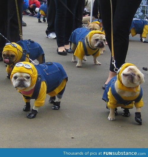 French bulldog minions