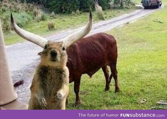 Photobomb level: Squirrel