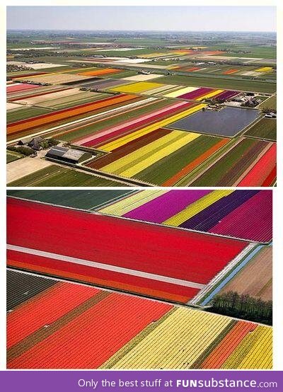 Dutch Tulpi feild! Incredibly beautiful!