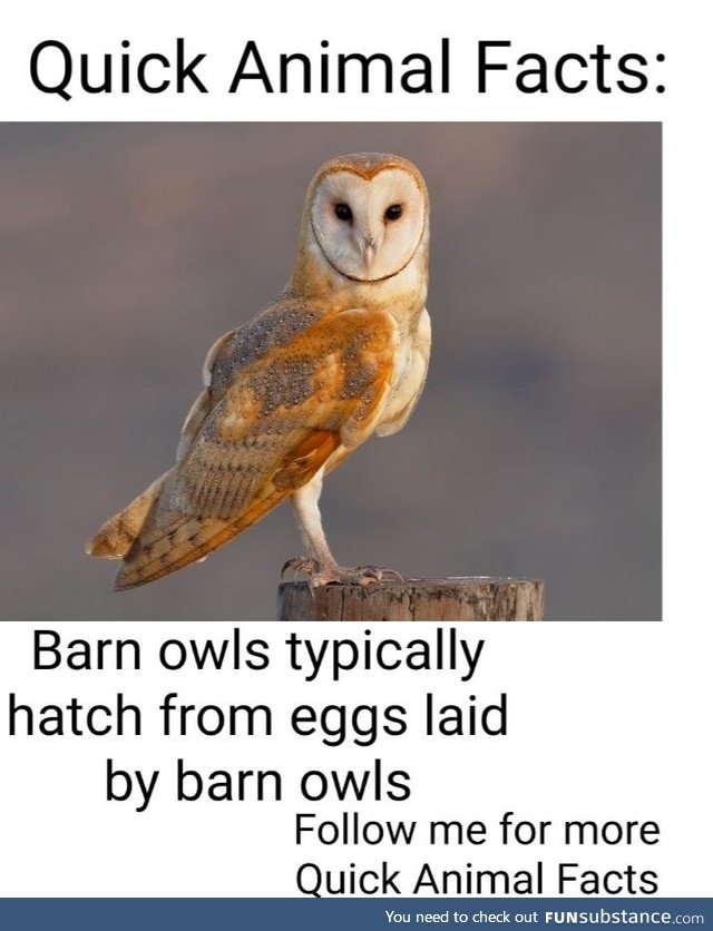 You have been subscribed to Barn Owl Fact!