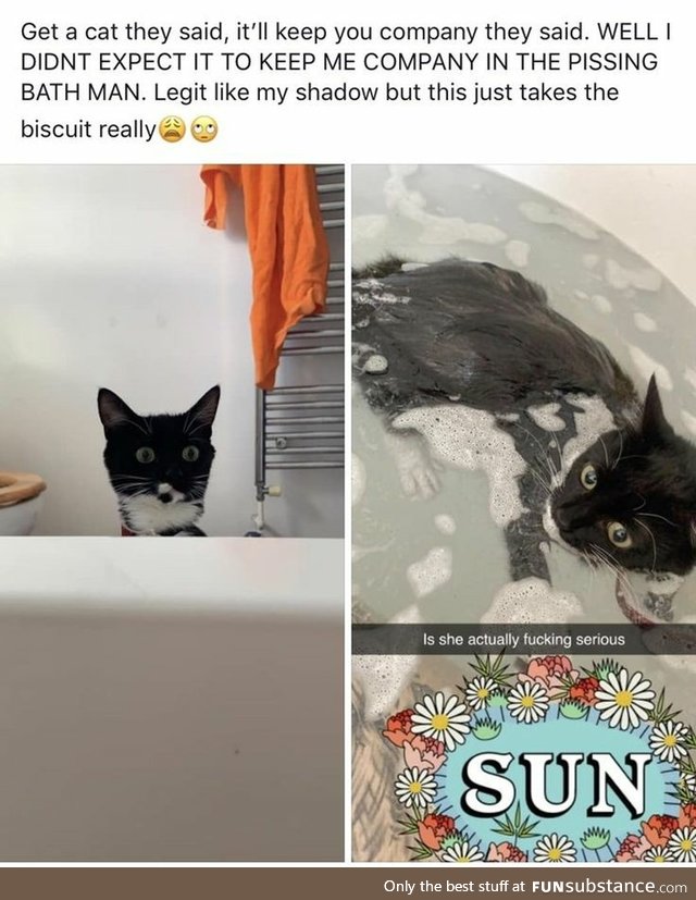 The cat in the bath