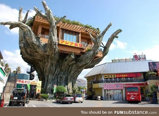 The treehouse cafe in Okinawa, Japan