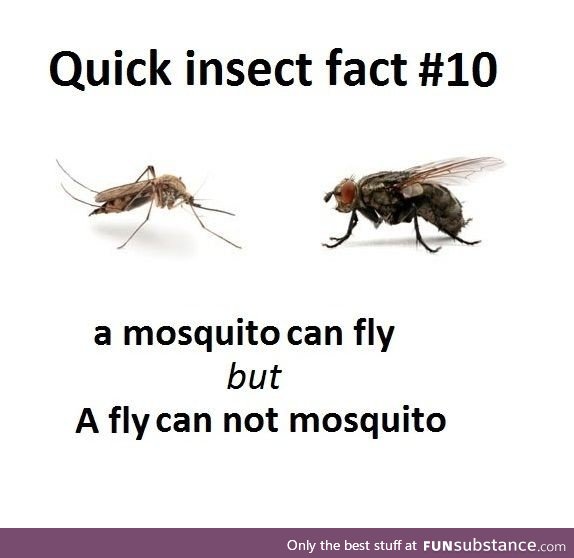 Quick insect fact 10