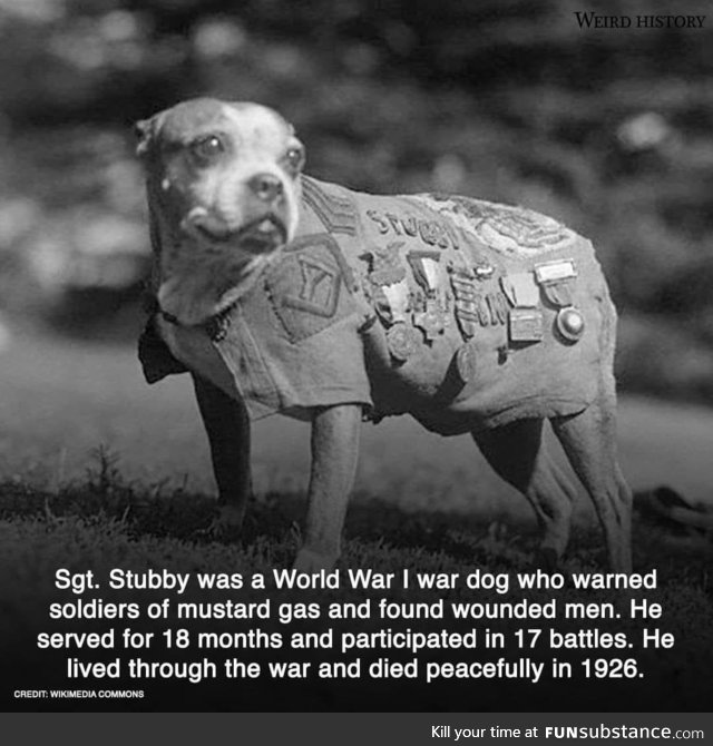 Salute sergeant stubby