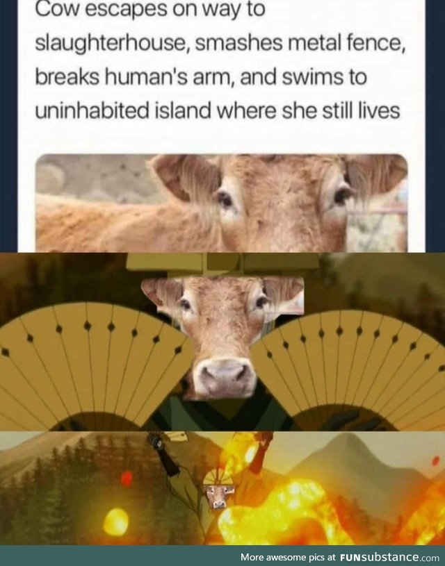 This cow deserves everything