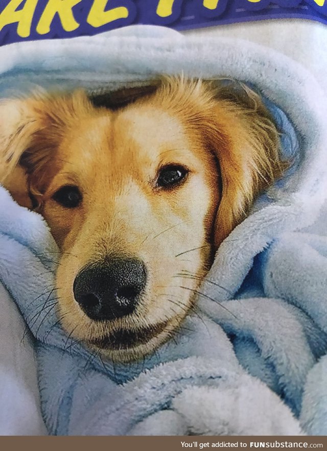 Puppy in a blankie