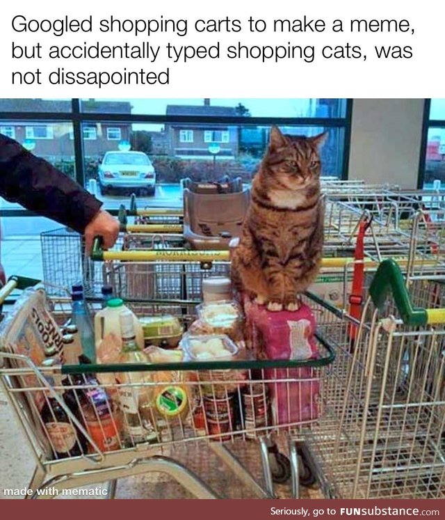 Shopping cats