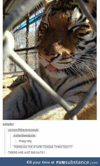 Tigers are just big cats