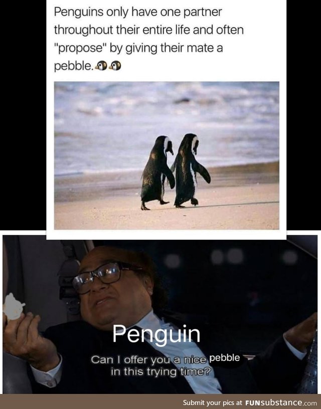 Wholesome penguin