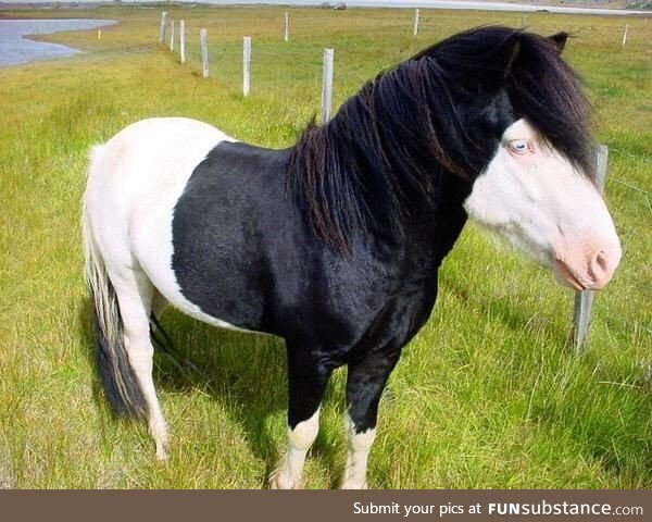 A horse that looks like a pale emo kid with a hoodie?