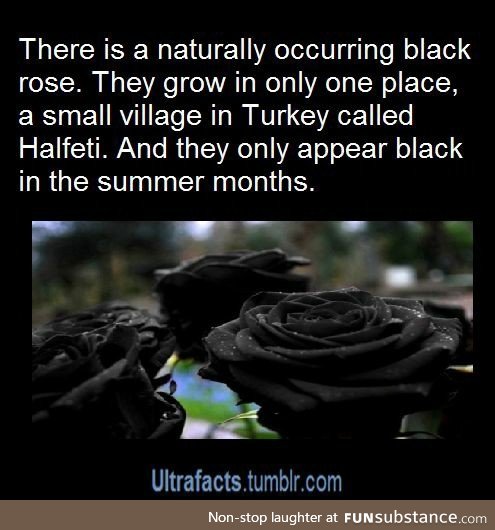 Black Roses