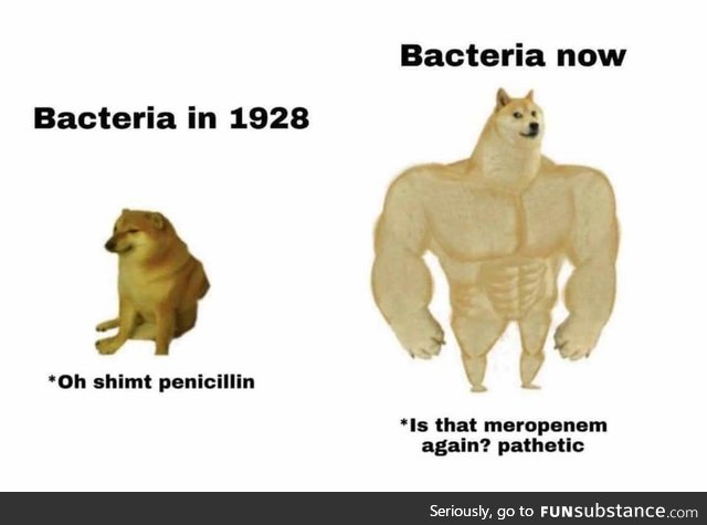 Bacteria