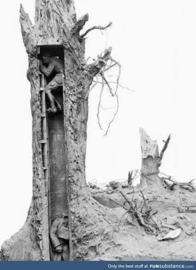 A WWI observation tree. #warishell