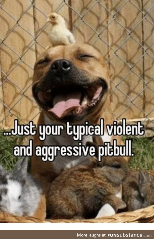 Typical Pit Bull