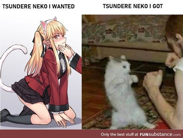 Tsundere cat