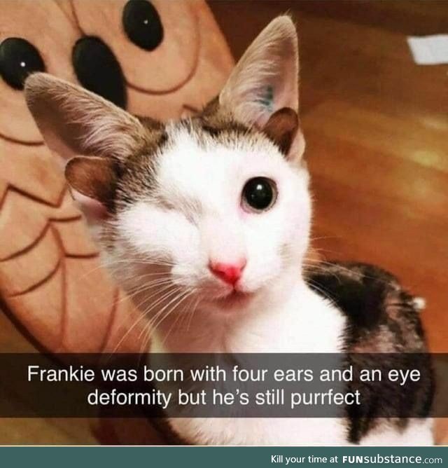 Frankie has four ears and one eye