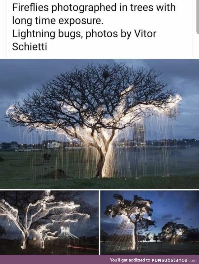 Long exposure fireflies. You'd think me rude, but I would just stand and stare