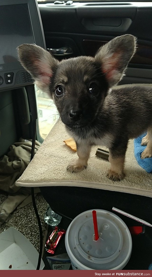 Puppy I found in the oilfields of West Texas. Named him Dobby