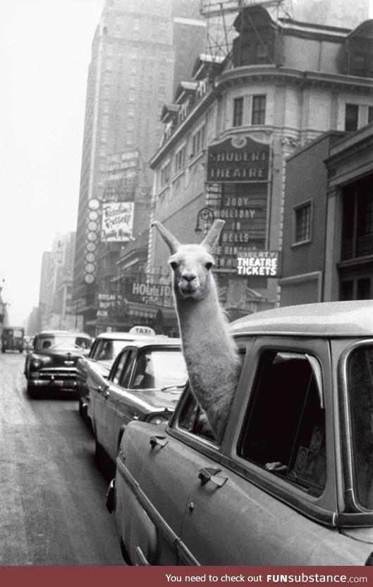 Llamas oof Nnew Yyork, ccirca 11957