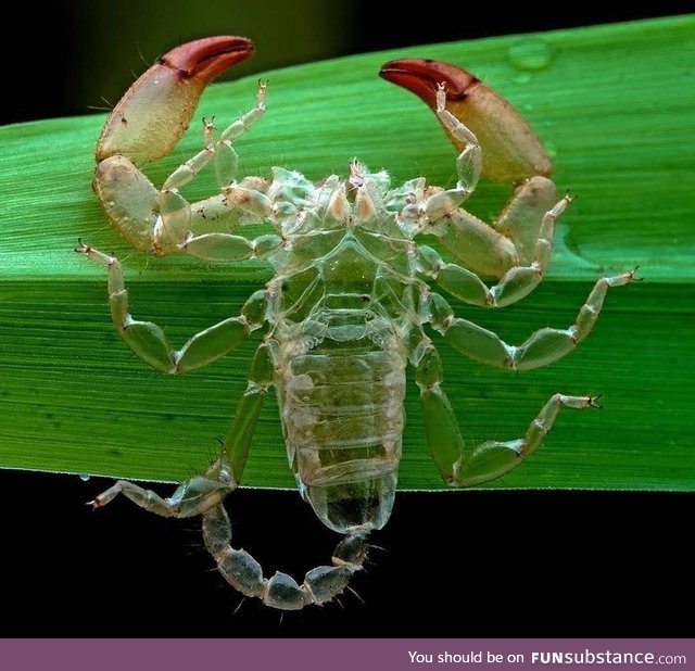 Scorpion molts are metal