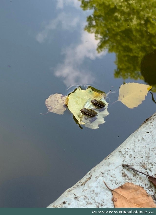 Froggo Fun #480 - Two Bros Chillin' on a Leaf