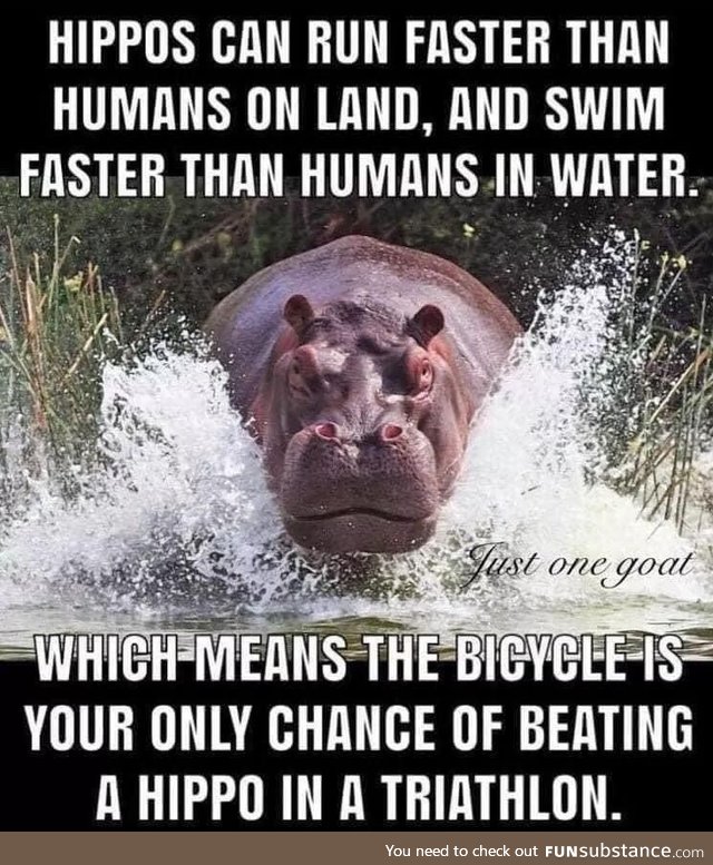 Those hippos are fast!