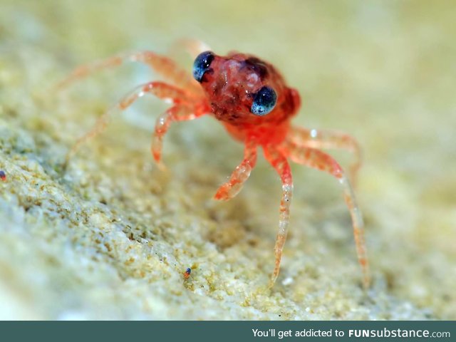 Baby crabbies are cute, turns out