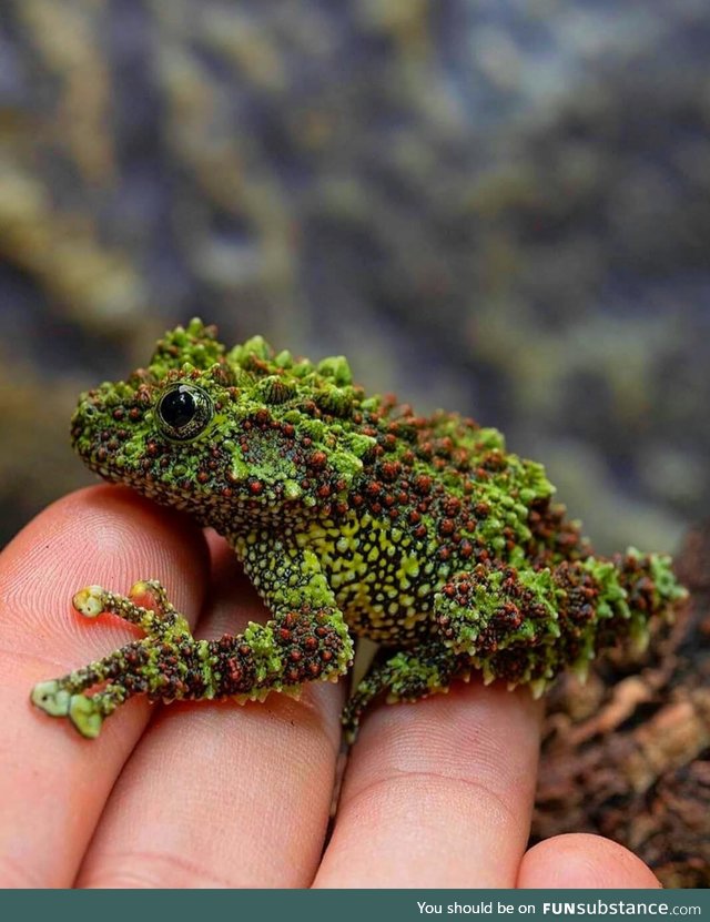 Vietnamese mossy frog