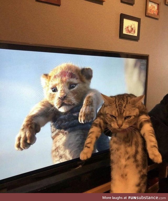 Grumpy simba