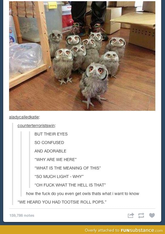 Owl eyes