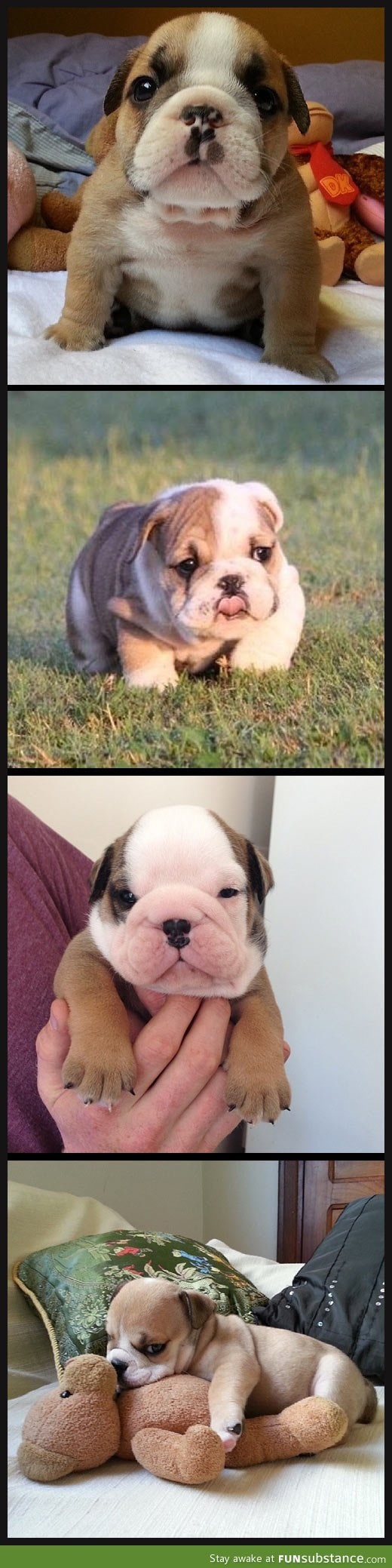 Bulldog puppies