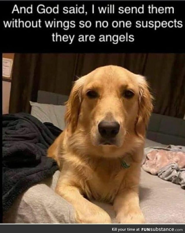 Especially goldens