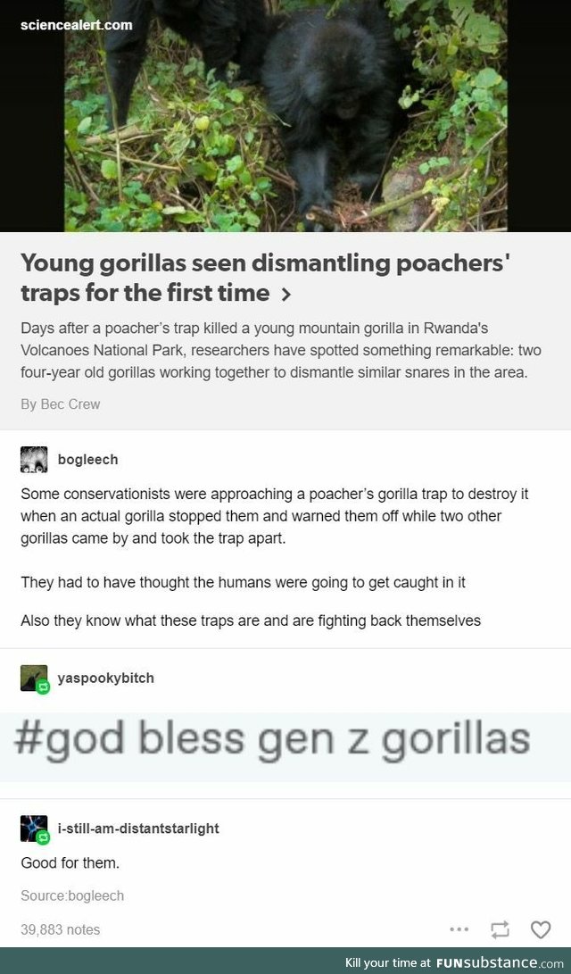 Gorillas dismantling poacher traps