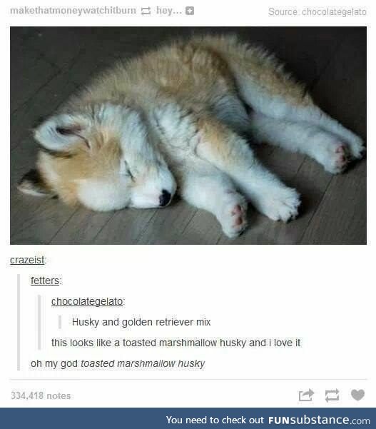 Toasted Marshmallow Husky