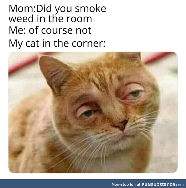 Cat ain't a snitch