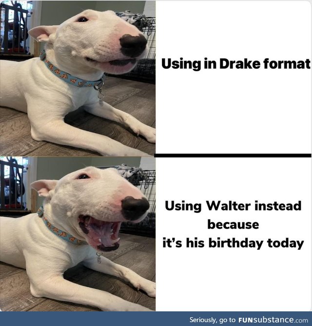 Happy birthday to the funny forward facing meme dog!