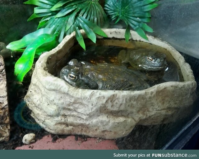 Froggo Fun #517 - Chillin' in the Pool